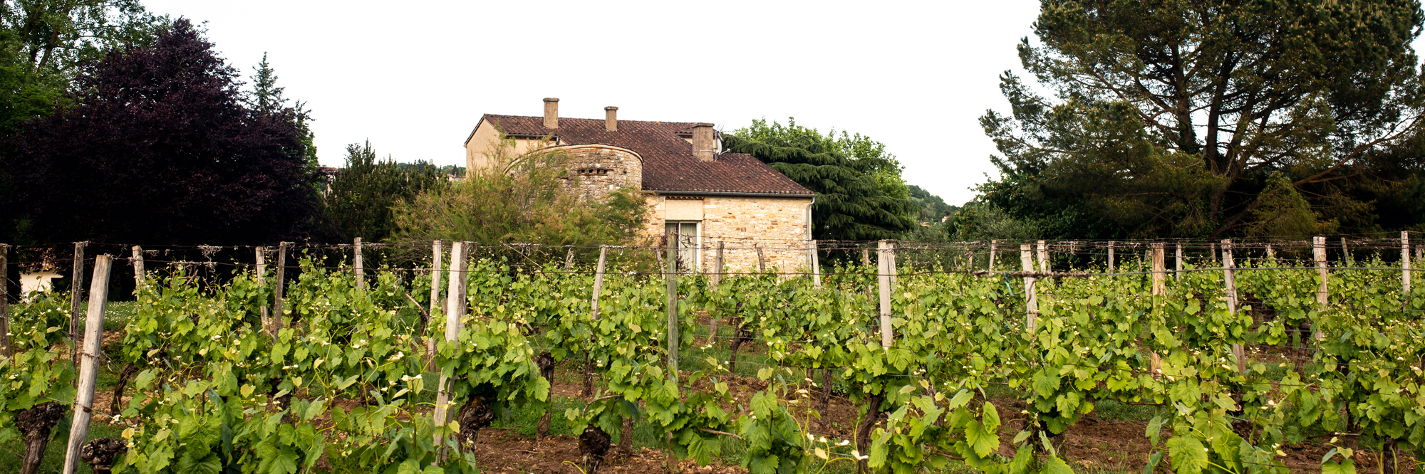 viticulture-et-vinification